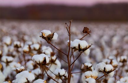 cotton