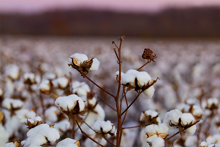cotton