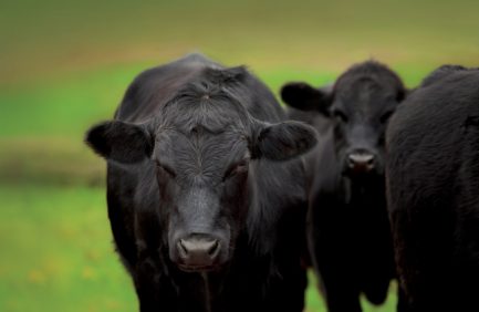 Arkansas Beef Project