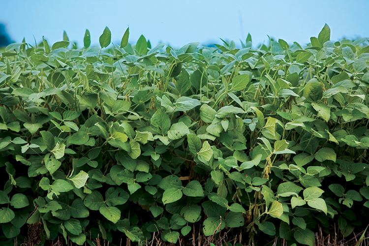soybeans