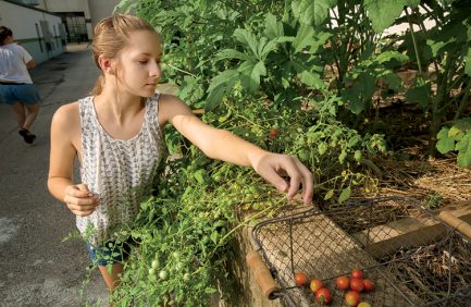 farm to school
