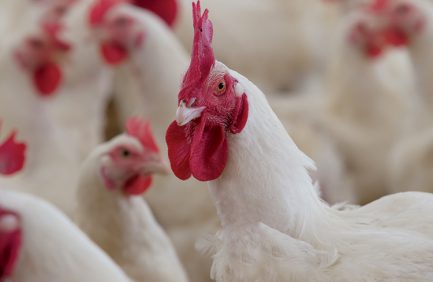 Arkansas poultry