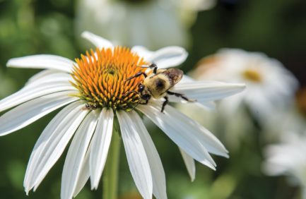 pollinators