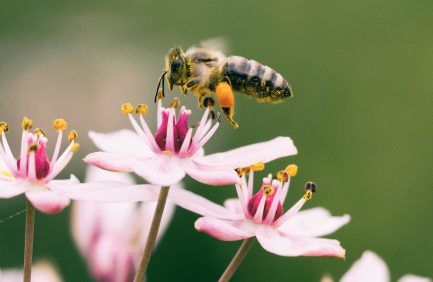 honeybee
