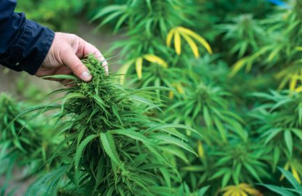 industrial hemp