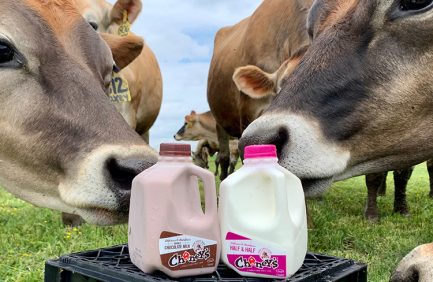 dairy cows