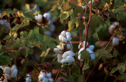 cotton