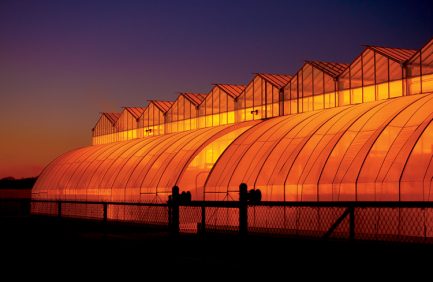 Bayer Cropscience|Innovation in Equine Industry: Mule Reproduction|Tennessee Agriculture Technology|Agricenter International