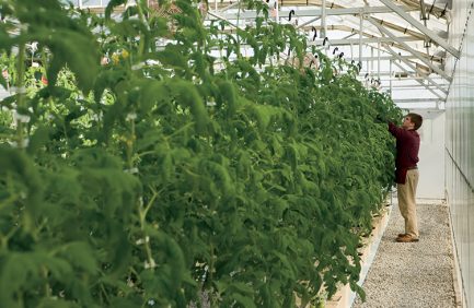 Liberty Magnet High School|Liberty Magnet High School|Stony Creek Colors|greenhouse|Stony Creek Colors|Tennessee forestry [INFOGRAPHIC]|Tennessee Agriculture [INFOGRAPHIC]|BEEF|Tennessee Agriculture [INFOGRAPHIC]
