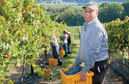 wines|wines|wines|wine stats