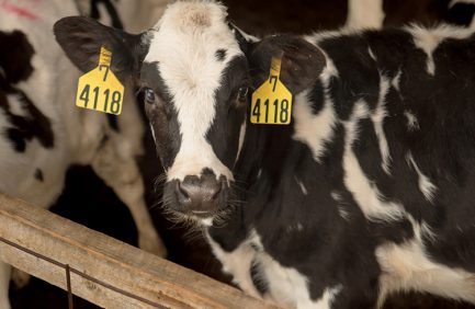 Dairy Farm Philadelphia TN|Dairy Farm Philadelphia TN