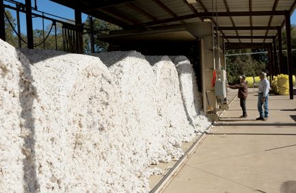 Bemis Gin and Warehouse President.|Ginned cotton at Bemis Gin and Warehouse Company in Jackson