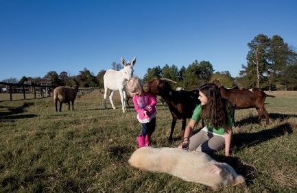 Falcon Ridge Farm Memphis Tennessee|Falcon Ridge Farm Toone Tennessee|Apple Valley Orchard|falcon ridge farm