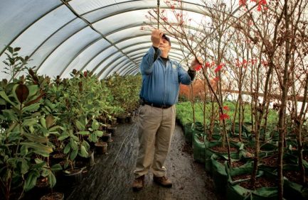 Tennessee|Tennessee nursery industry - young Arborvitae trees|TN nursery industry infographic