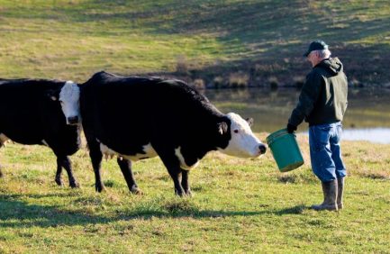 Tennessee.|Beef is Big Business for Tennessee|tn top beef cattle counties