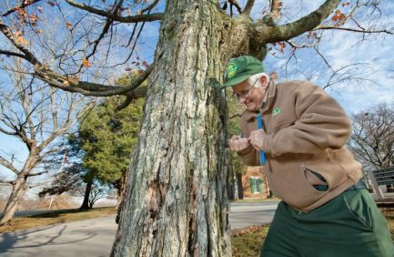 Tennessee Forestry Industry – Sugar Maple Tree Core Sample|forestry industry numbers