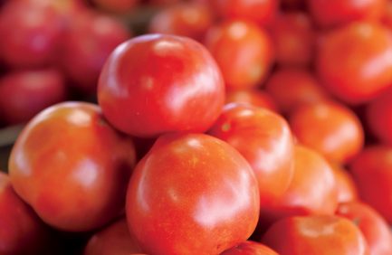 ||tennessee tomatoes