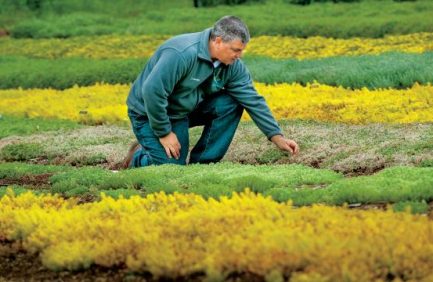 Nashville Company Grows Green Roofs