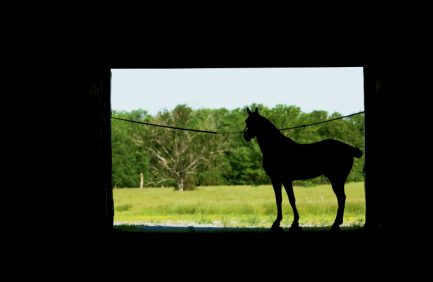 Tennessee Walking Horse