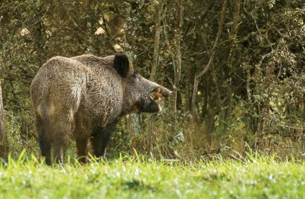 eating fallen apples|Wild Hog Infographic||Wild Hog Infographic||Chuck Yoest