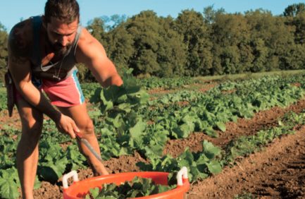 CSA program at Allenbrooke Farms in Spring Hill