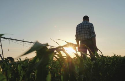 Farmer walking through a cornfield at sunset