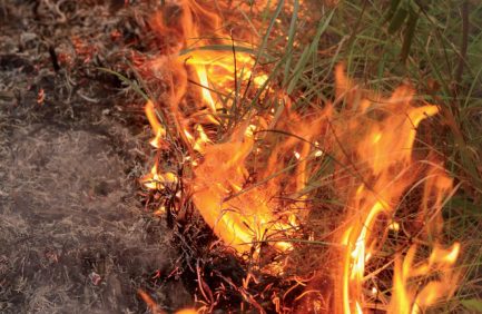 prescribed burns|prescribed burns