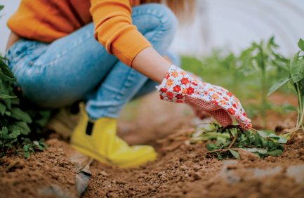 urban community gardens|SeedFork of the Highlands