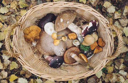 mushrooms