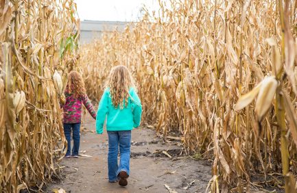 Corn Maze