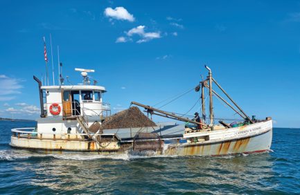 Copps Island Oysters