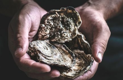 oysters