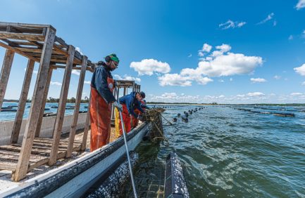 WhiteStone Oyster Co.