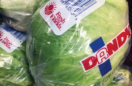 cabbage