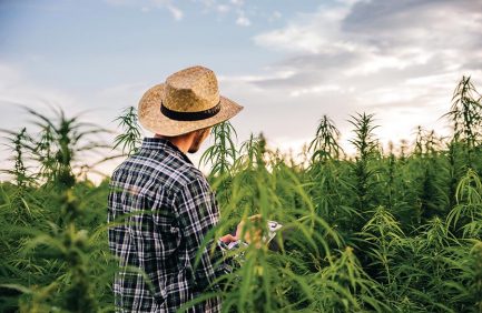 industrial hemp Michigan