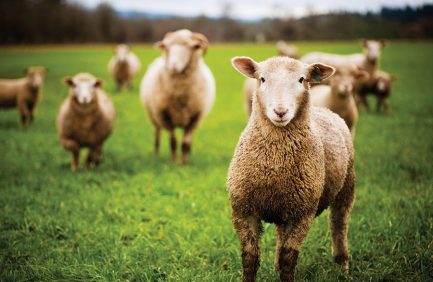 sheep