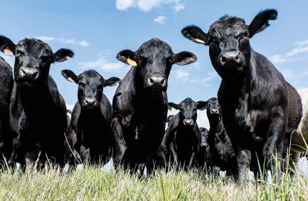 food supply chain, cattle, beef