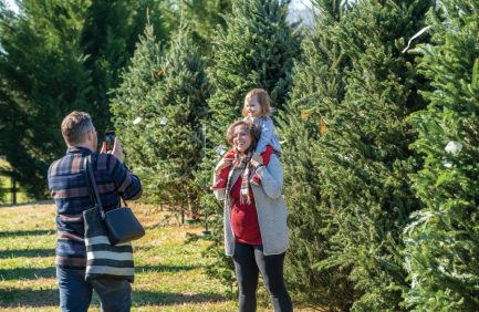 Christmas Tree Adventures