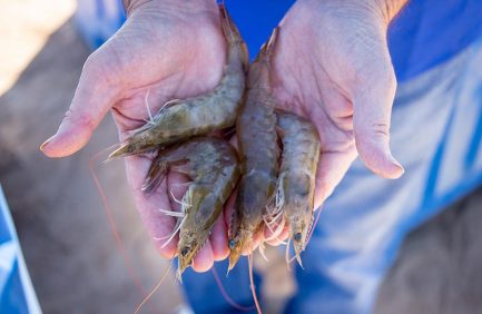 Arizona Desert Shrimp