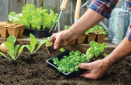 pandemic gardening