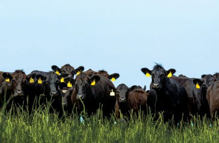 cattle