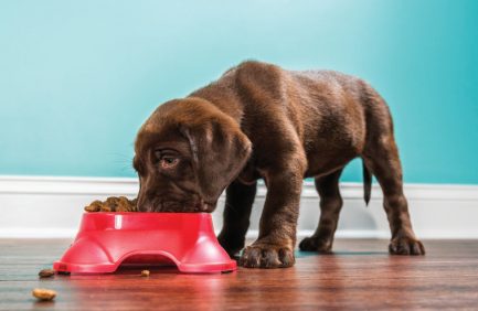 pet food safety