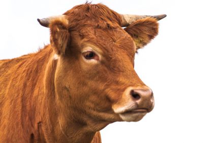 New Mexico Beef Council