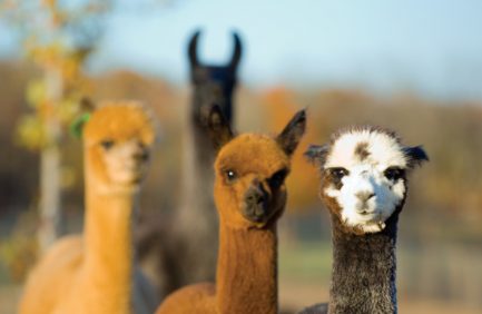 alpacas; Texas agritourism spots