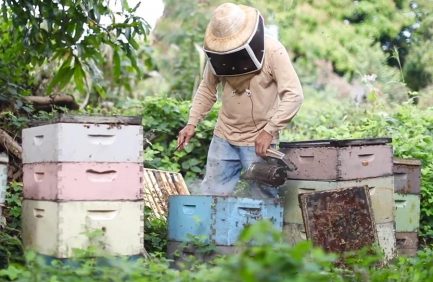 Big Island Bees; Hawaii agritourism