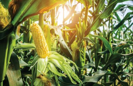 Corn cob with green leaves growing in agriculture field outdoor