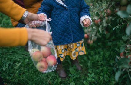 Royal Oak Farm Orchard; Illinois fall agritourism