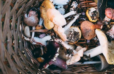 mushroom foraging