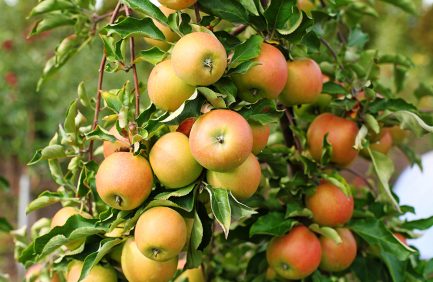Jonagold Apples