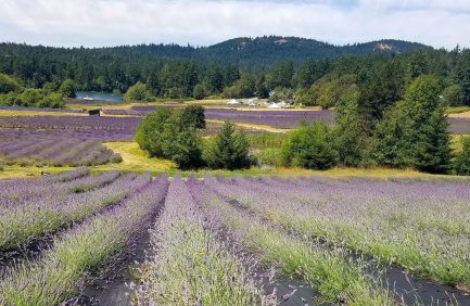 Pelindaba Lavender